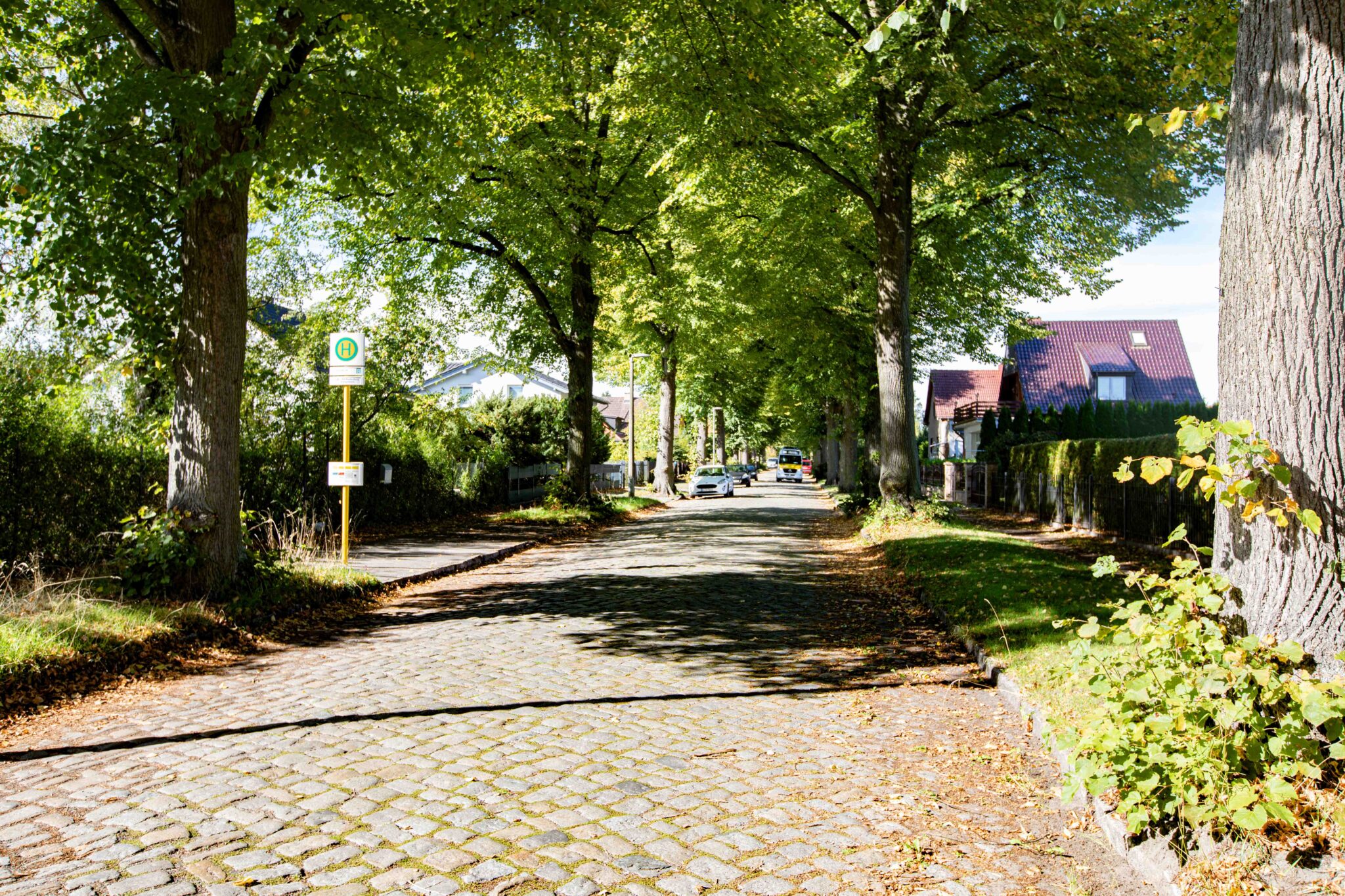 Blankenburg zwischen Wohnhäusern und alten Bäumen.